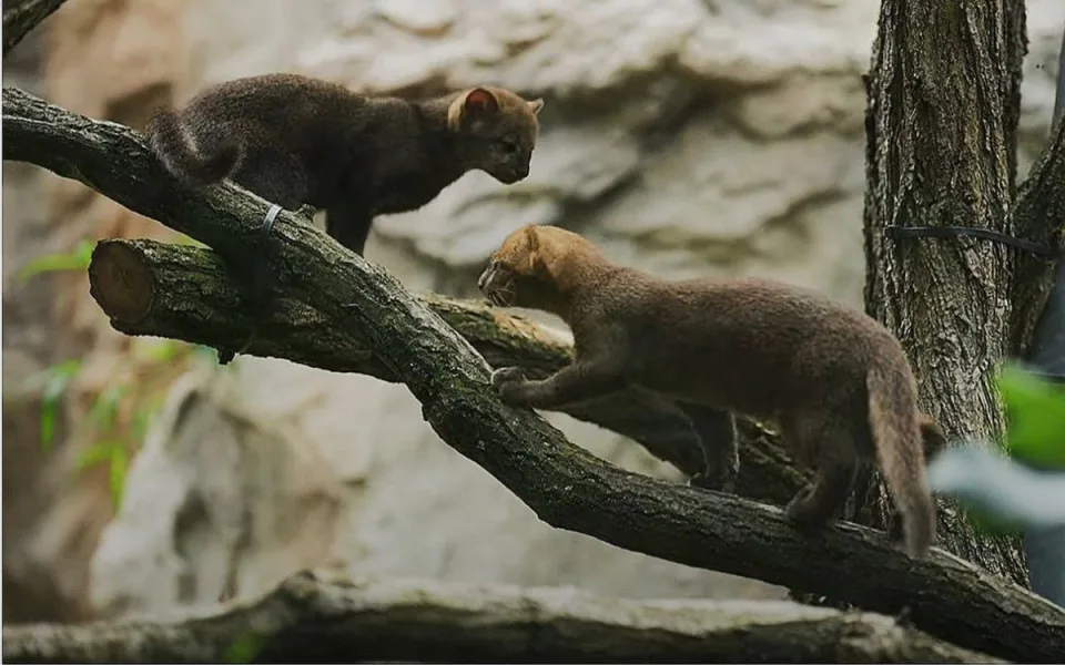 V ostravské zoologické zahradě se rozmnožili jaguarundi, malí příbuzní gepardů. Foto: Se svolením Zoo Ostrava