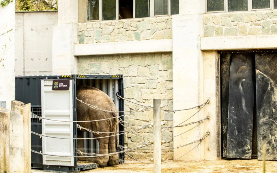 Osmiletý samec slona indického odcestuje z ostravské zoo do Francie.