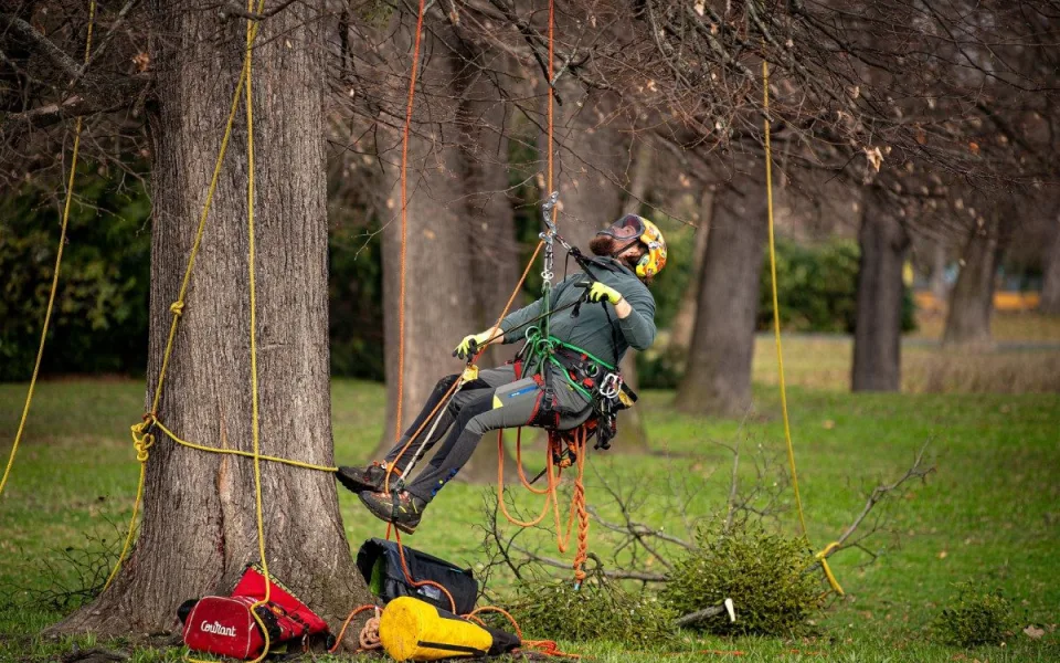 Ostravské stromy dostanou čerstvý sestřih. Arboristé je ošetří a odstraní jmelí