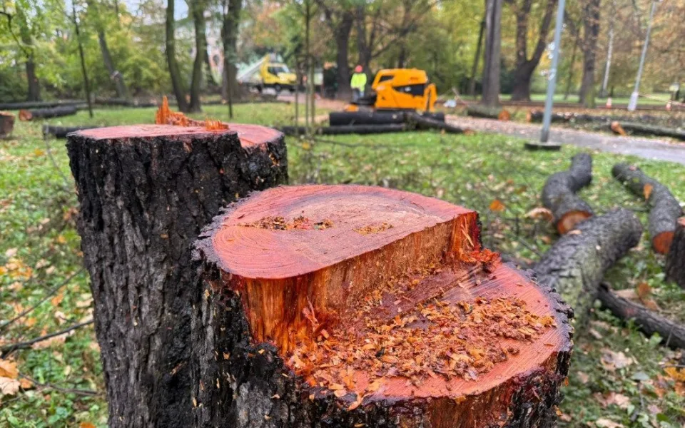 V Bohumíně kácí stromy, úprava stoletého parku Petra Bezruče je v nejhlučnější fázi. Foto: Se svolením města Bohumín