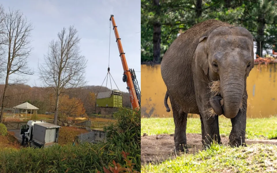 VIDEO: Podívejte se, jak se převážel mladý slon. Z ostravské zoo odcestoval do Francie