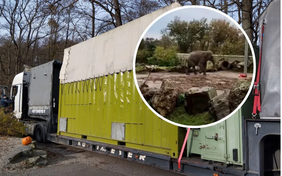 VIDEO: Mladý slon ze Zoo Ostrava už dorazil do Francie a zvyká si na nový domov