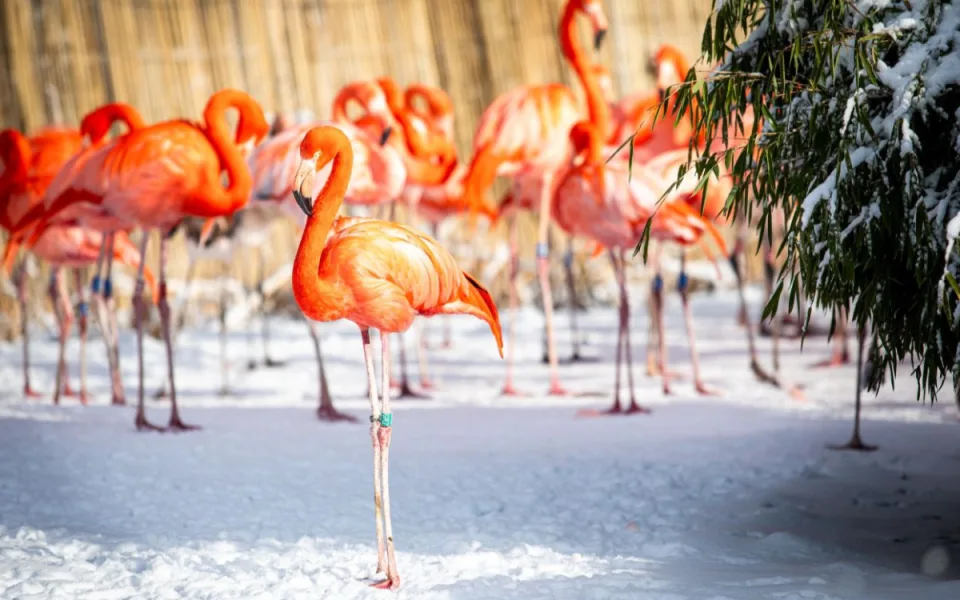 V ostravské zoo uhynul nejstarší plameňák. Samice se dožila minimálně padesáti let