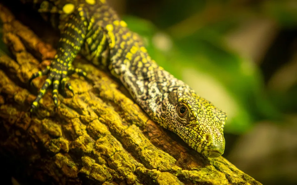 Unikátní odchov v ostravské zoo, odchovává dvě mláďata nejdelších varanů světa