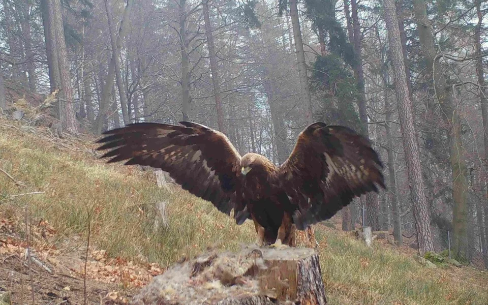 Snímek z fotopasti