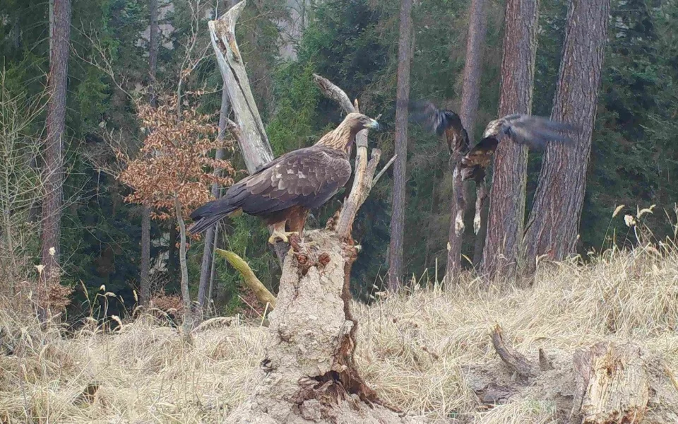 Ochránci vypátrali orlici, která zabila Toničku. Pojmenovali ji Médea