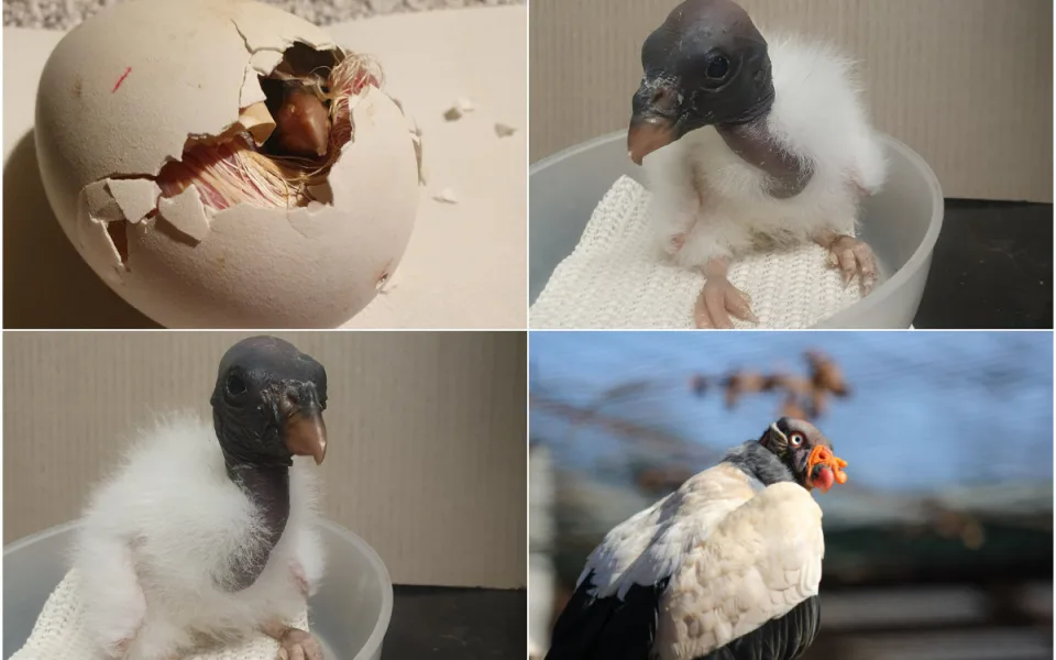 Pár kondorů pečuje v ostravské zoologické zahradě o své sedmé mládě