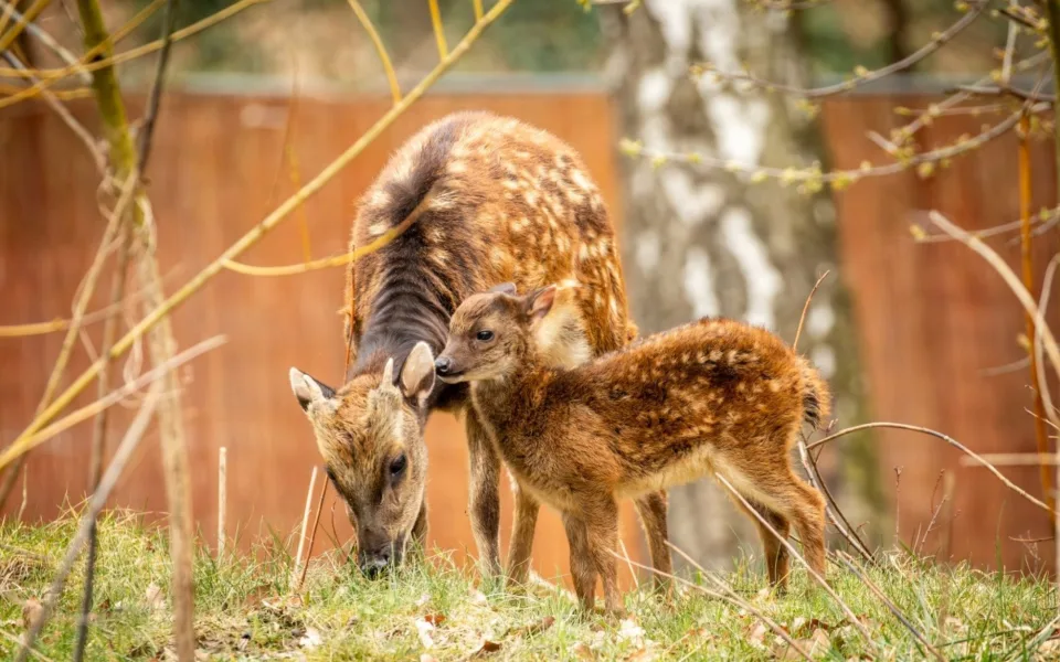 V ostravské zoo se narodilo 12 kolouchů, osm z nich patří k vyhubeným druhům