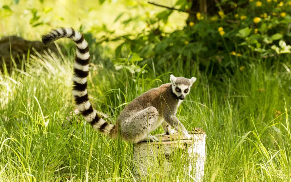 Ostravská zoo odchytila uprchlého lemura kata, krmil se třešněmi