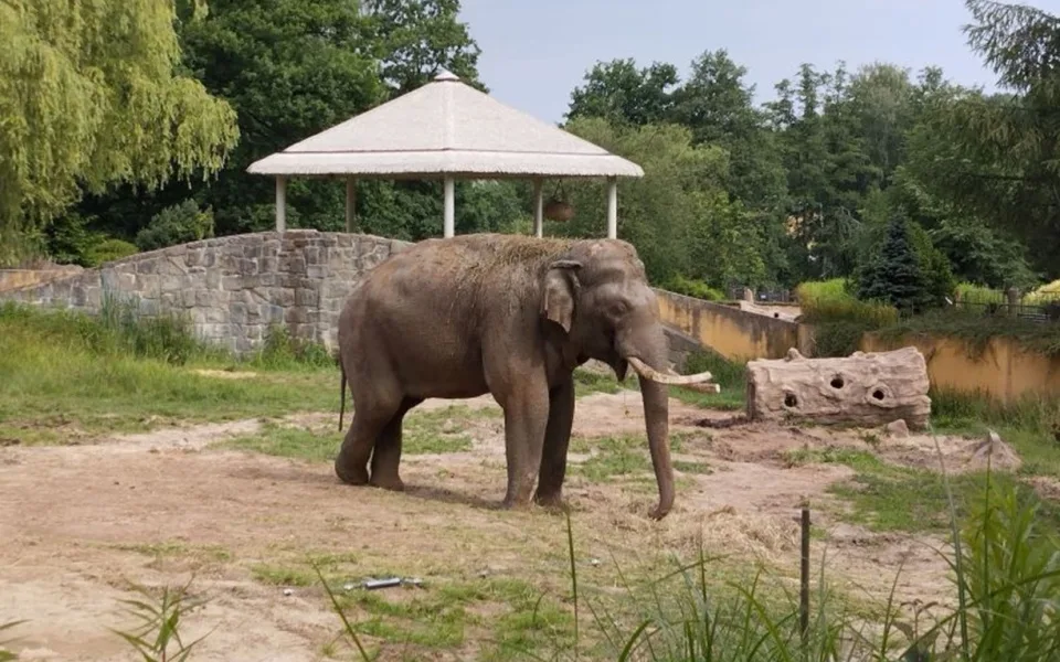 VIDEO: Zoo v Ostravě a v Praze si vyměnily slony, cestovali s nimi jejich chovatelé