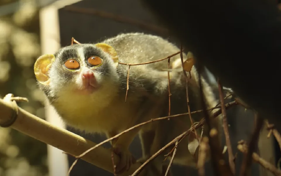 VIDEO: V zoologické zahradě se zabydluje nový druh poloopice s obrovskýma očima