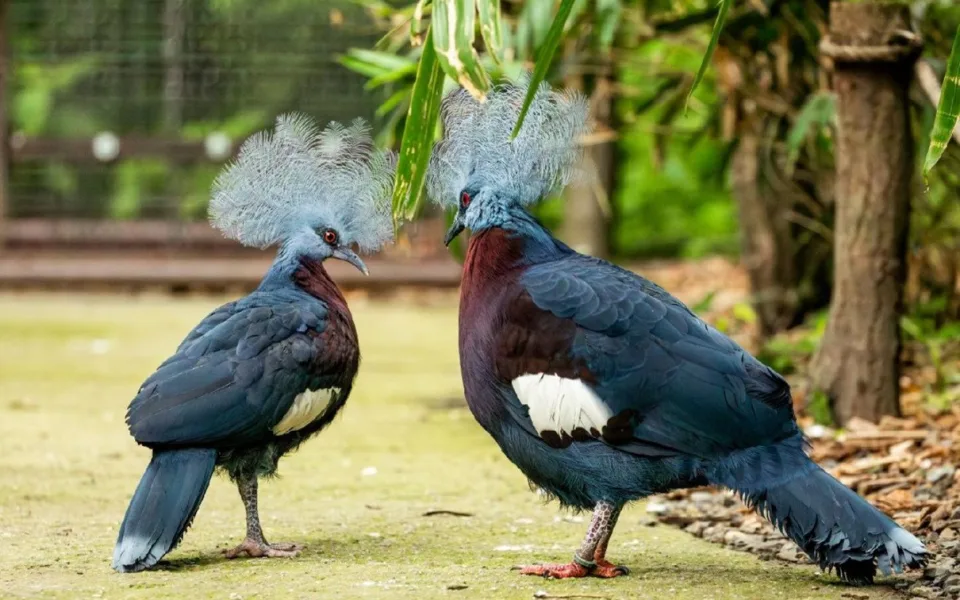 Zoo Ostrava po 15 letech odchovala první mládě korunáče Sclaterova