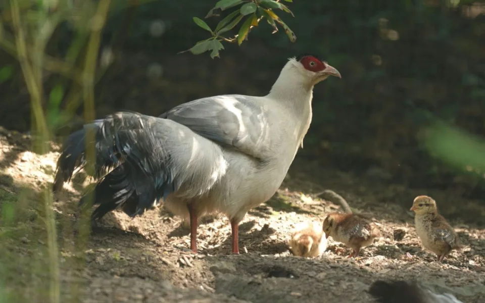 Ostravská zoo odchovala vzácné bažanty tibetské