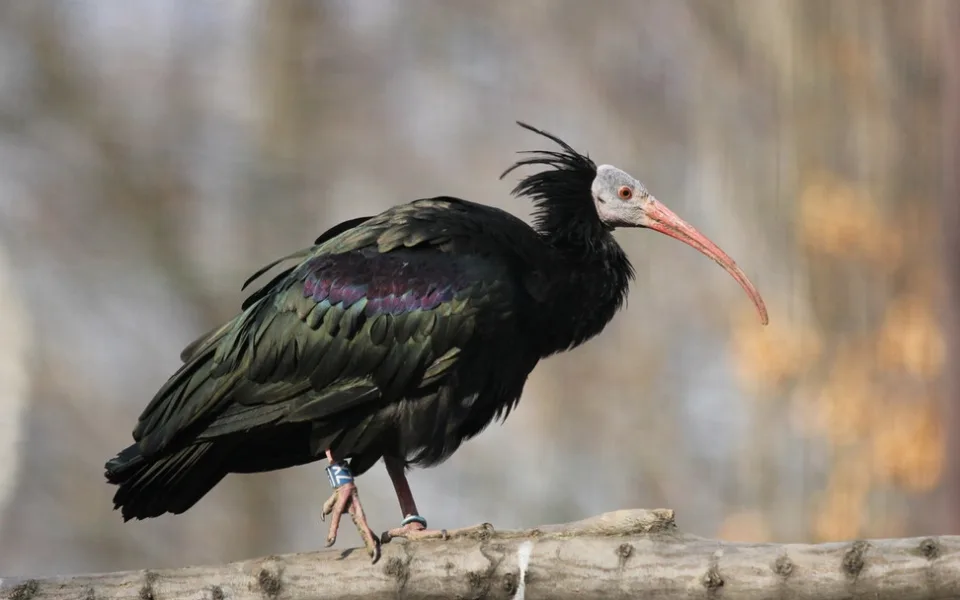 Ostravská zoo pomáhá. Do přírody vrací kriticky ohrožené ibisy skalní