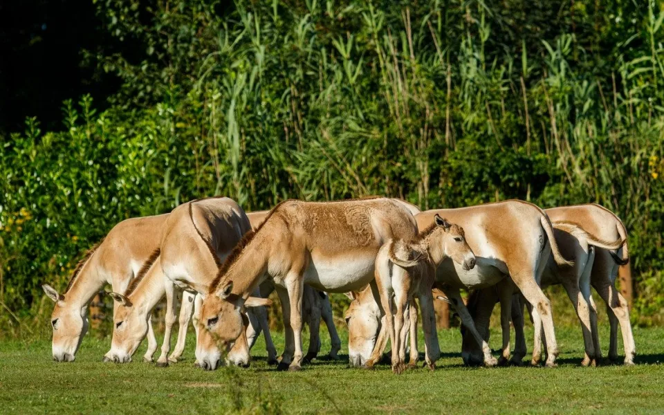 Největší stádo v Evropě. Ostravská zoo má nová mláďata vzácných oslů