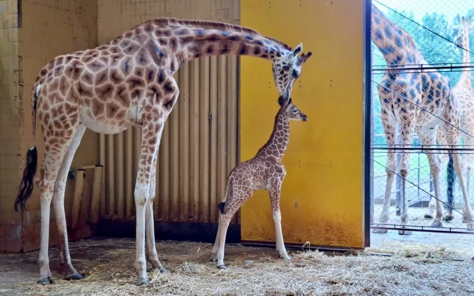 Zoo Ostrava slaví. Po jedenácti letech se narodilo žirafí mládě
