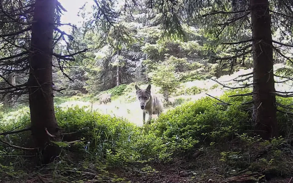 Záběr z fotopasti na vlky v oblasti Jeseníků