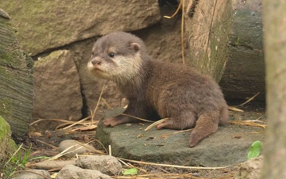 V ostravské zoo se narodila čtyři vydří mláďata. Na podzim je čeká stěhování