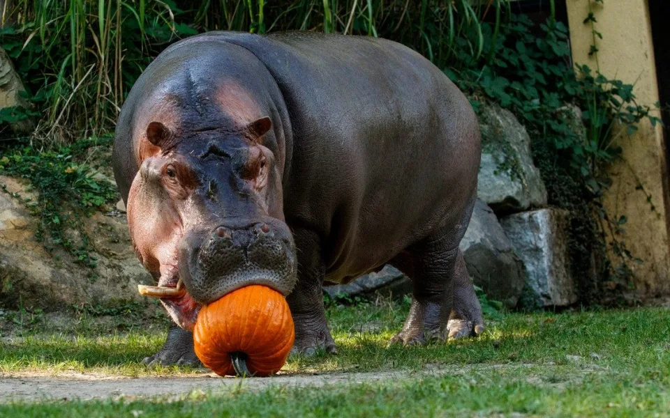 Nezabíjejte naše zvířata, prosí ostravská zoo. Lidé nerespektují zákaz krmení